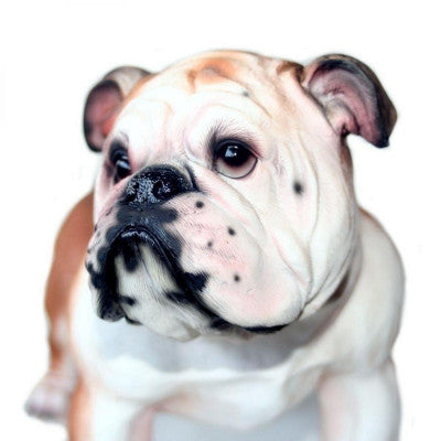 Bulldog Anglais En Résine - 34 Cm