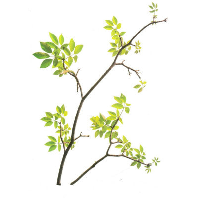 Sticker De Vitre Branches Délicates Et Oiseaux