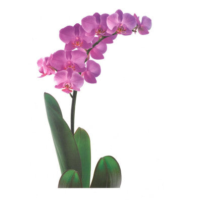 Sticker Vitre Orchidées