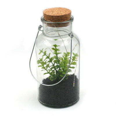  Plante Grasse De Décoration Dans Pot En Verre Avec LED