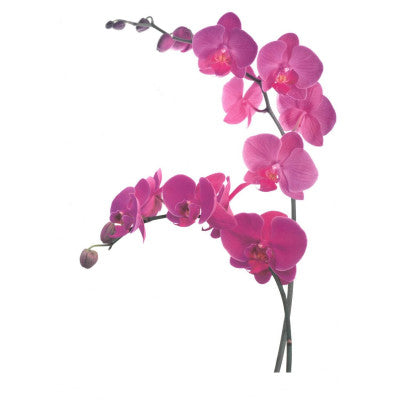  Sticker Vitre Orchidées