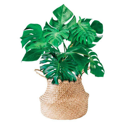  Stickers Plante Monstera En Pot - 70 X 50 Cm
