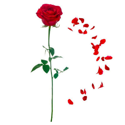 Stickers Rose Rouge - 20 X 70 Cm