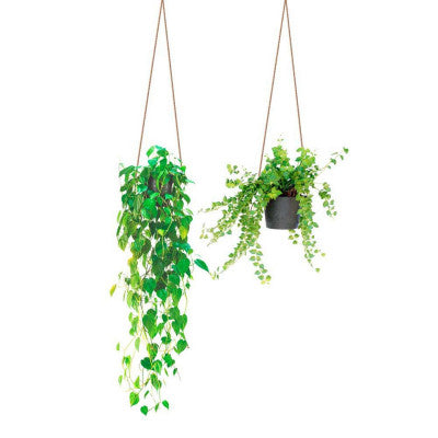  Stickers Suspensions De Plantes En Pot - 70 X 50 Cm